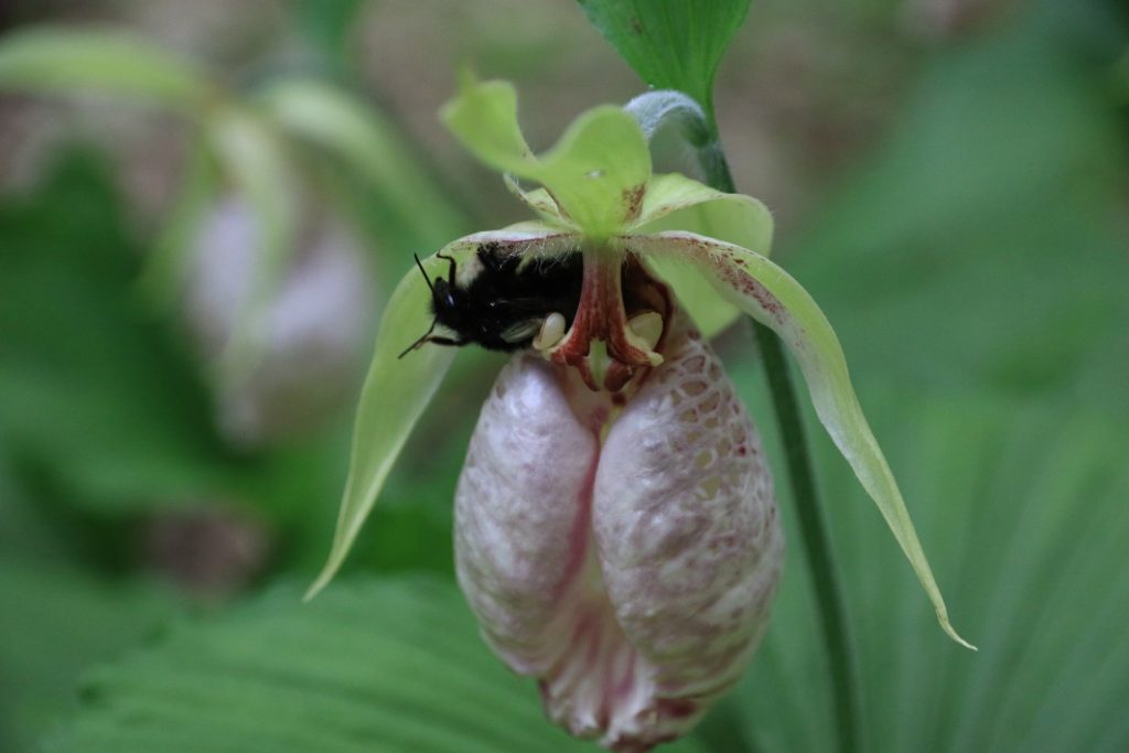 花中に閉じ込められたマルハナバチが背中に花粉を付けてはい出した 瞬間