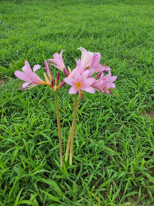 かれんなナツズイセンの花(今年8月22日撮影)