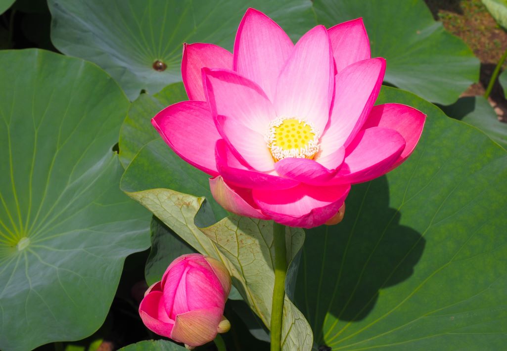 印西市立小倉台小 オオガハスの花