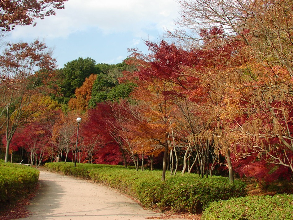 千葉の紅葉名所（21世紀の森と広場）