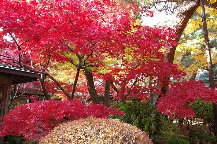 千葉の紅葉名所（本土寺）