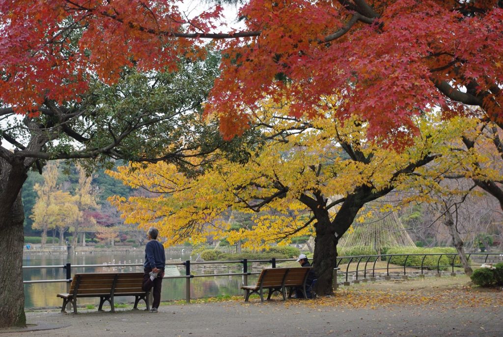 千葉の紅葉名所（千葉公園）