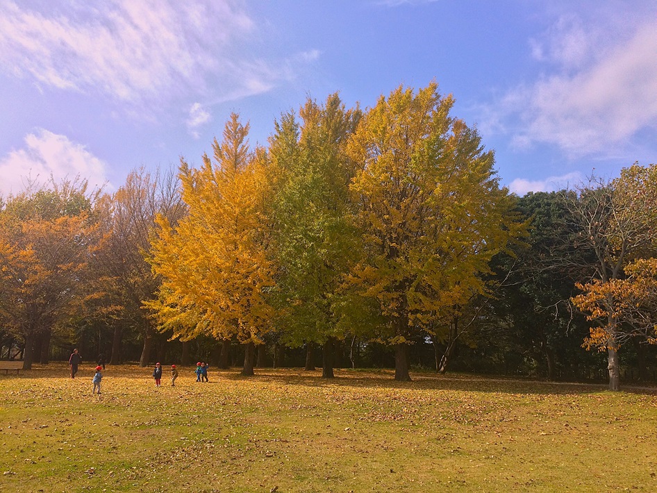 千葉の紅葉名所（千葉県立青葉の森公園）