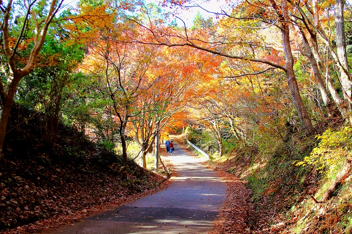 千葉の紅葉名所（梅ヶ瀬渓谷）