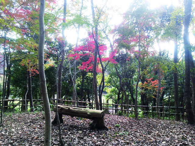 千葉の紅葉名所（たろやまの郷）