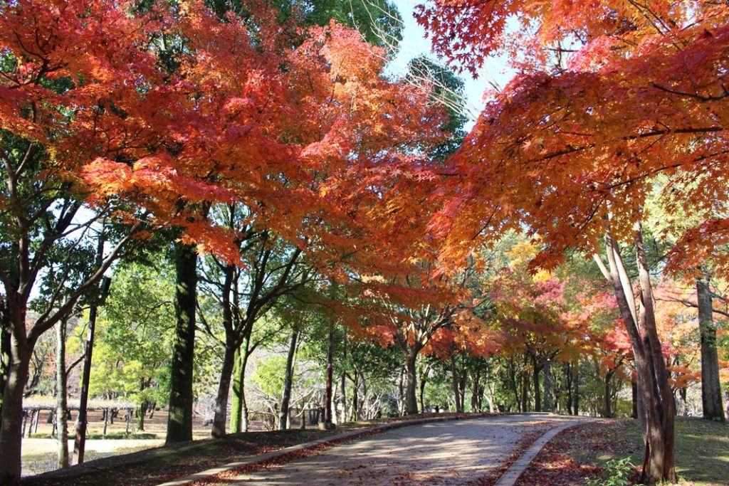 千葉の紅葉名所（県立柏の葉公園）