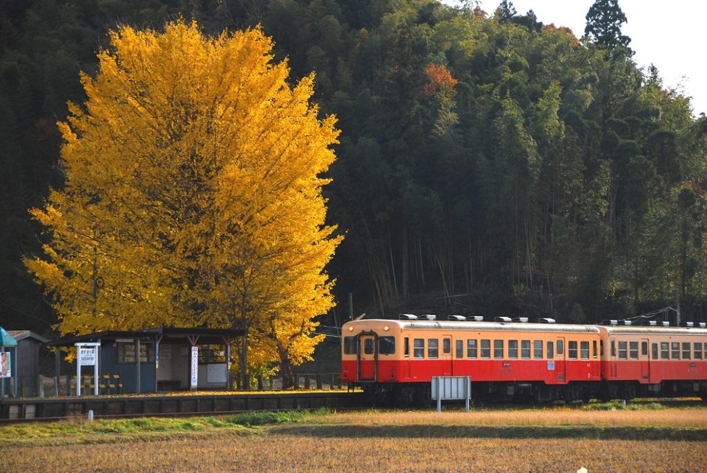 千葉の紅葉名所（上総久保駅）