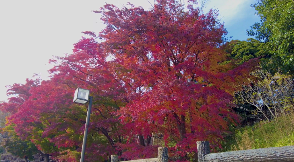 千葉の紅葉名所（木下万葉公園）