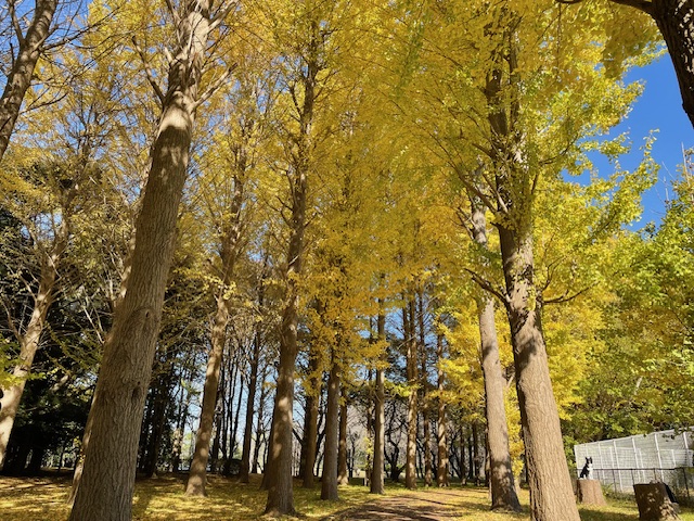 千葉の紅葉名所（村上緑地公園）
