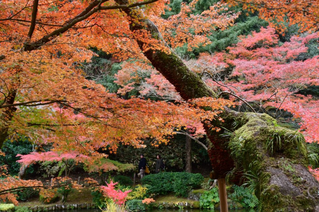 例年11月下旬が紅葉のピーク