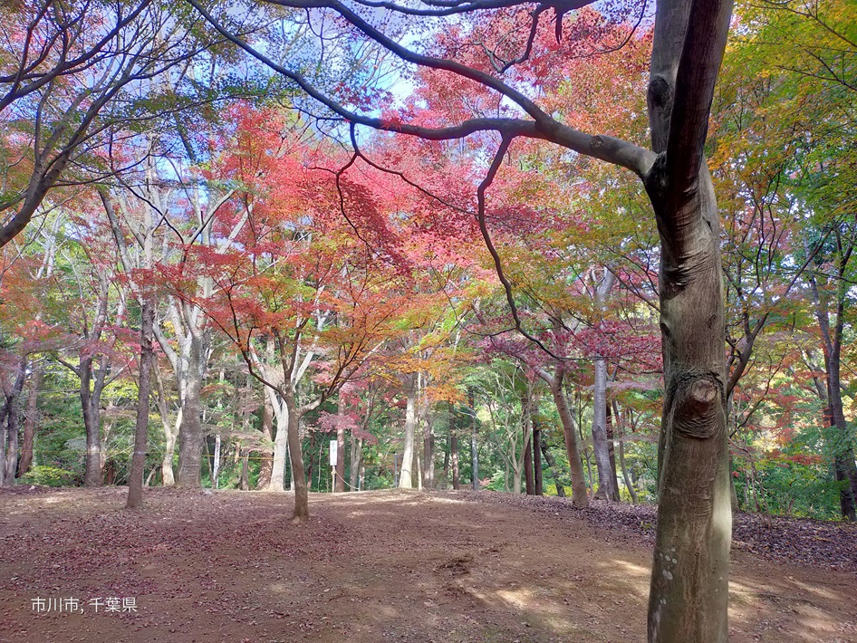 千葉の紅葉名所（大町公園もみじ山）