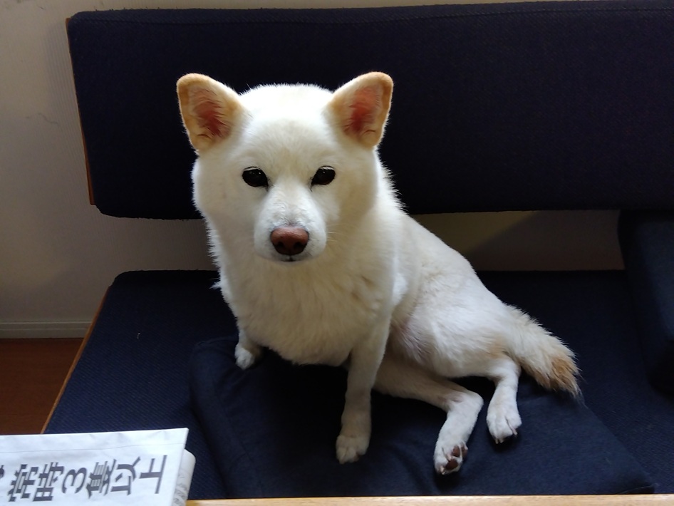 さくら
柴犬