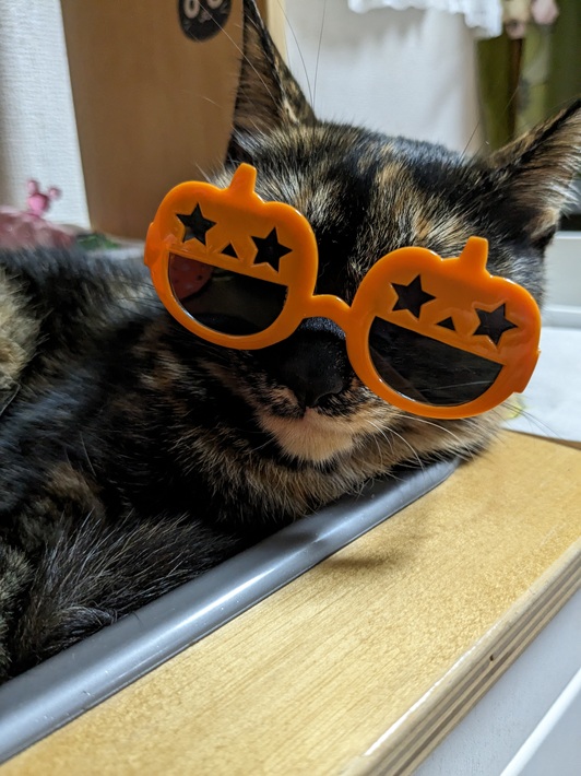 がんこちゃん 雑種のサビ猫