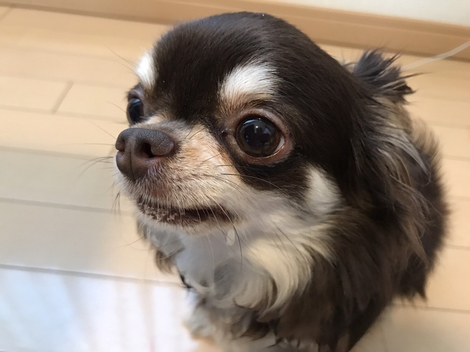 チョコ チワワ