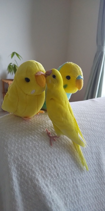 きー セキセイインコ