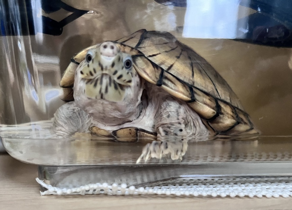カブ カブトニオイガメ