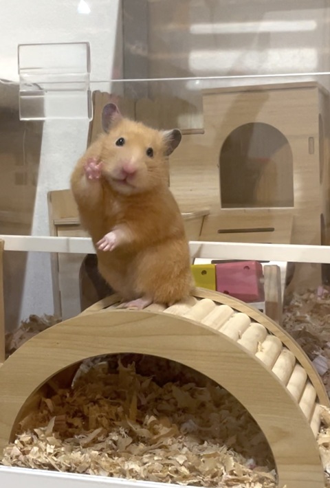 むぎ キンクマハムスター 出して
