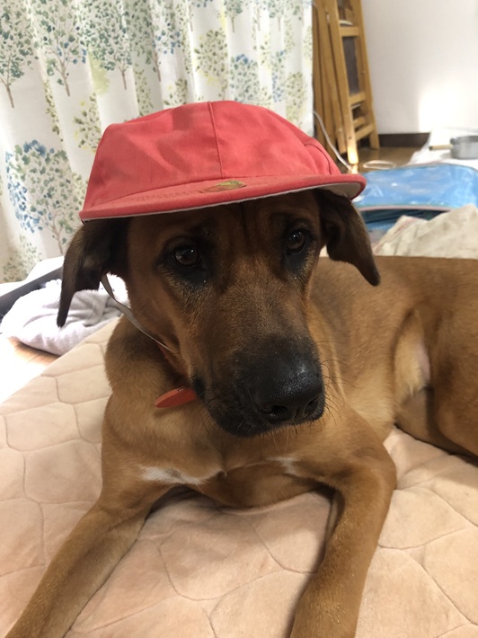 運動会 雑種 保護犬 はな