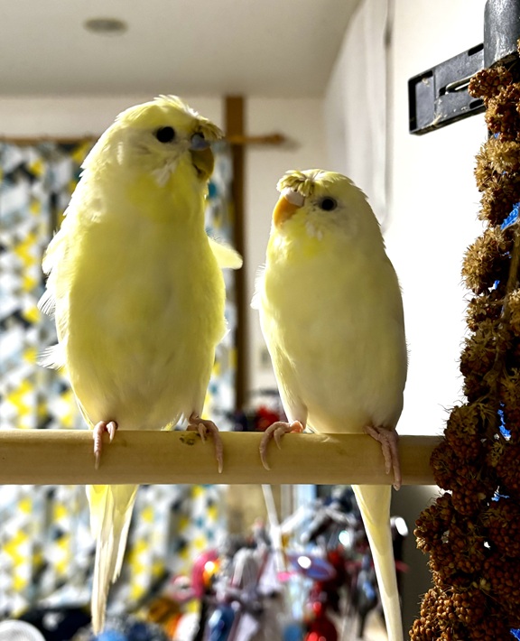 羽衣セキセイインコ ぴんたろー みー