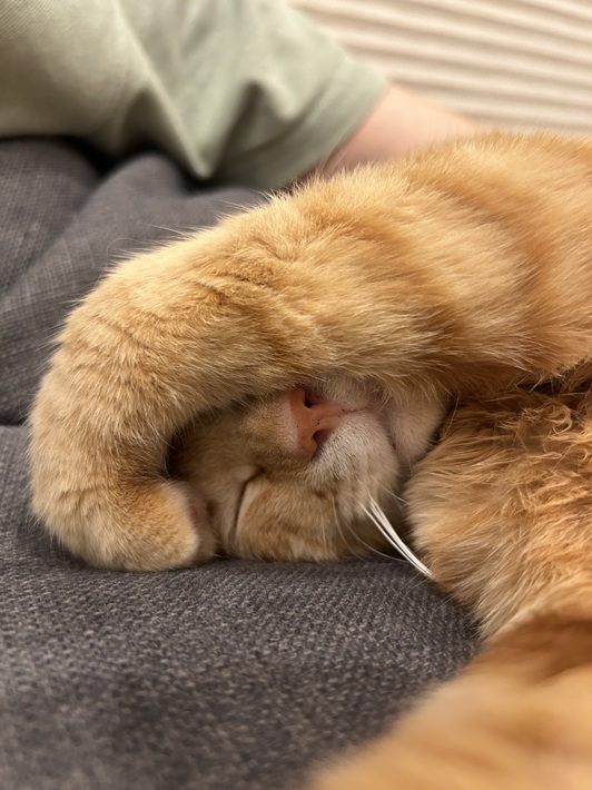 保護 茶トラ 猫 むぎ