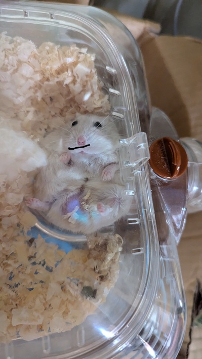 まろ ぱーふハムスター