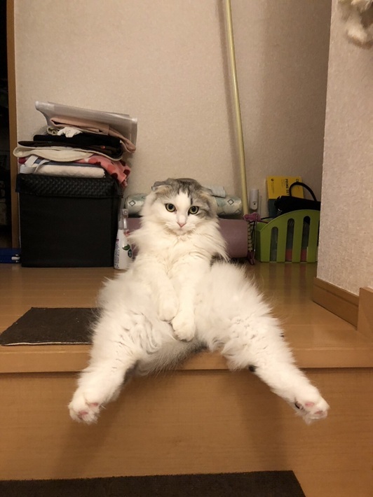 スコティッシュフォールド ノルウェージャン ミックス るる