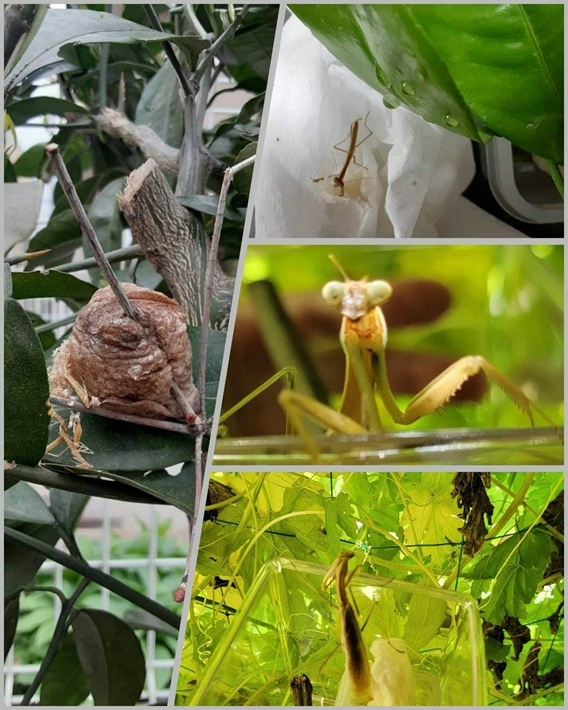カマキリ