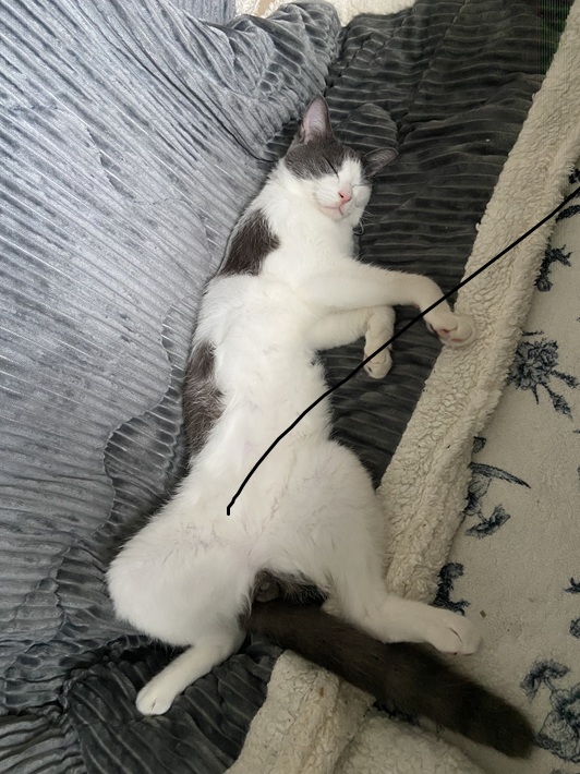 ここ 猫 雑種 こたつ