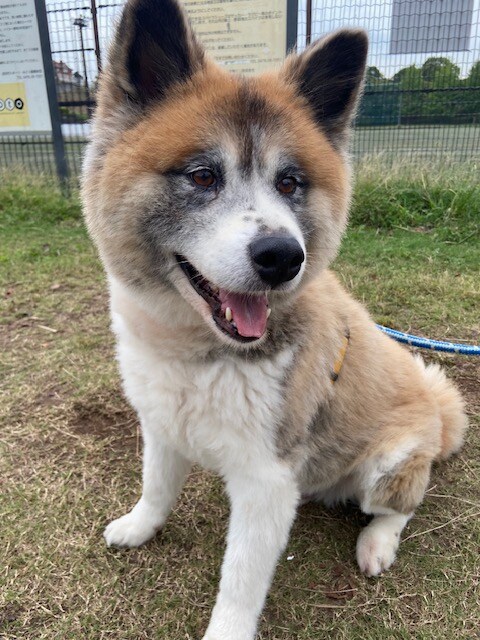 モグオ 犬 雑種