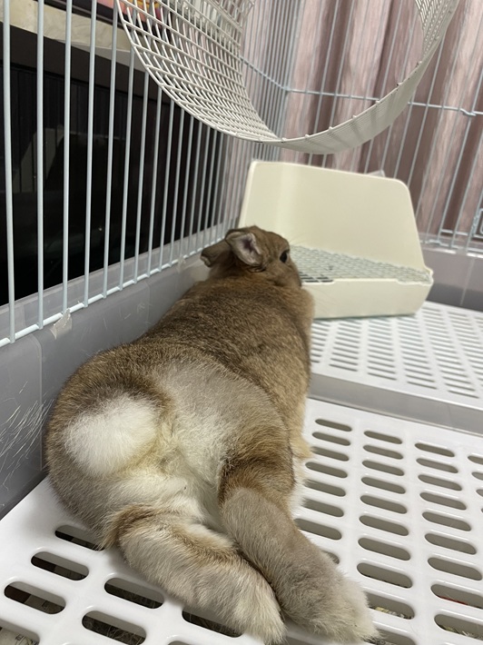 もぐ ウサギ ネザーランドドワーフ