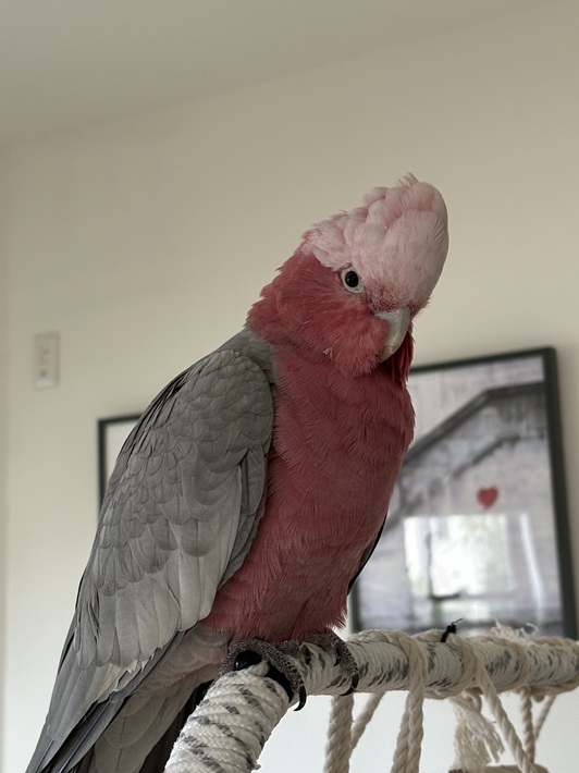 ももちゃん モモイロインコ おしゃべり