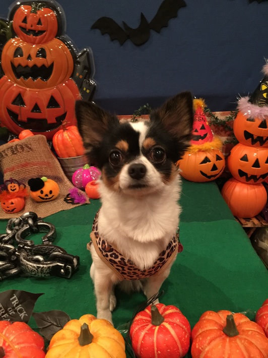 ハロウィンパーティー マロ チワワ