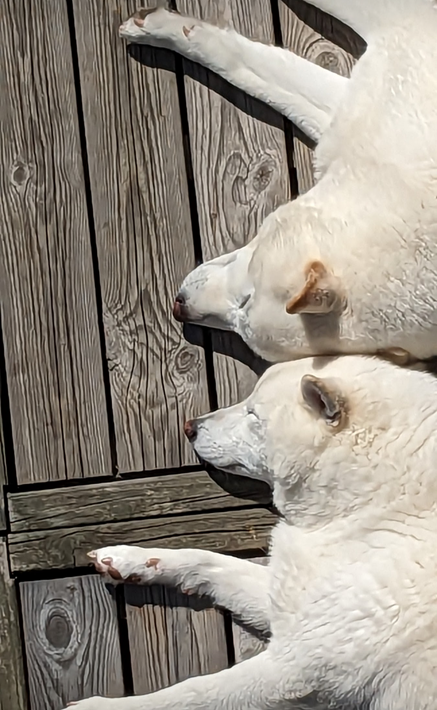 ミナト カイト 柴犬