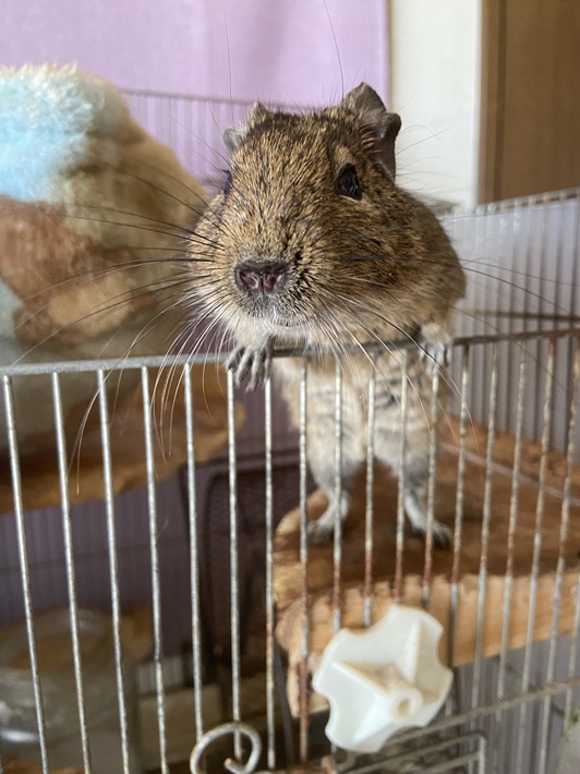 アンデス まさお デグー 歌う