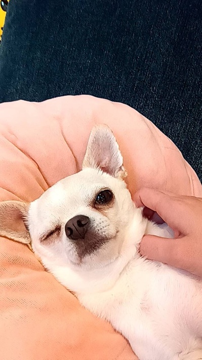 ちくわ スムースチワワ