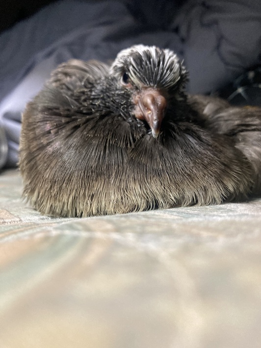 ゆきお 鳩 ボカラ・トランペッター