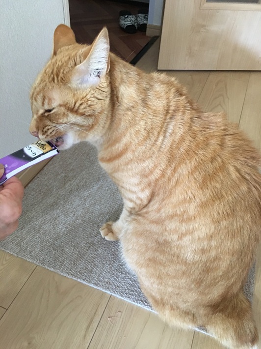 くー 猫 茶トラ 雑種