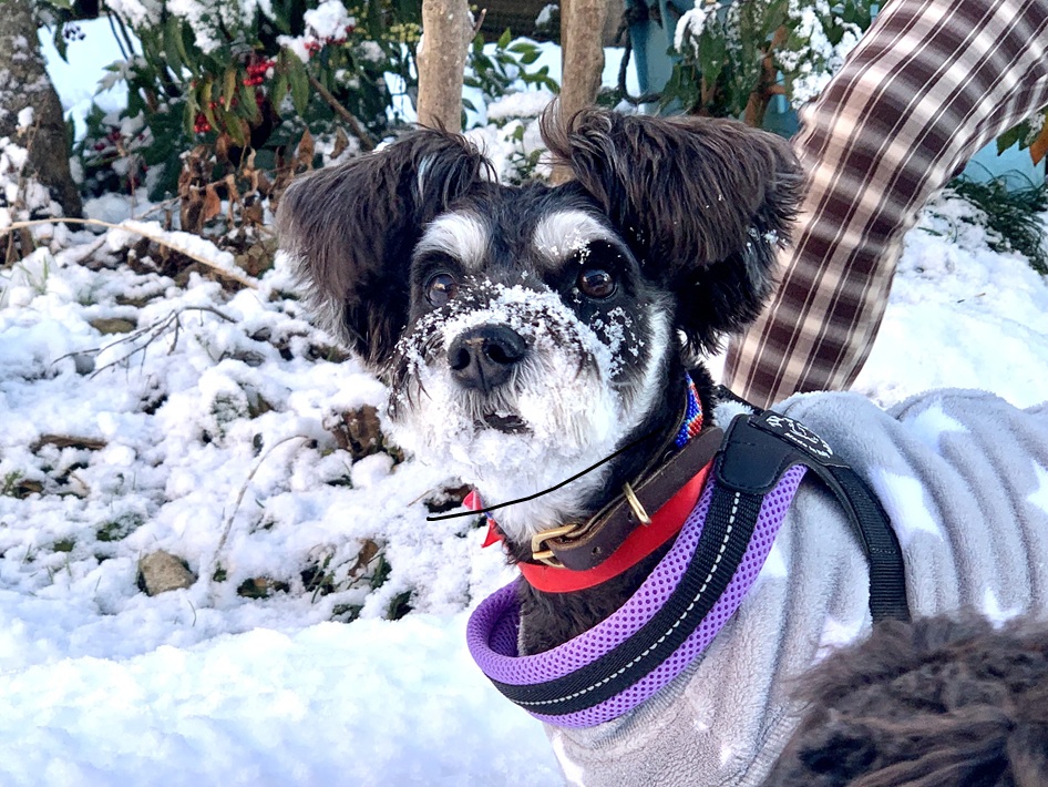 初雪 コロン ミニチュアシュナウザー
