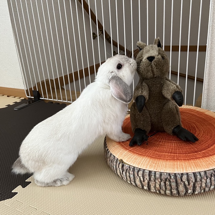 ぬいぐるみ もち ウサギ(ホーランドロップ)