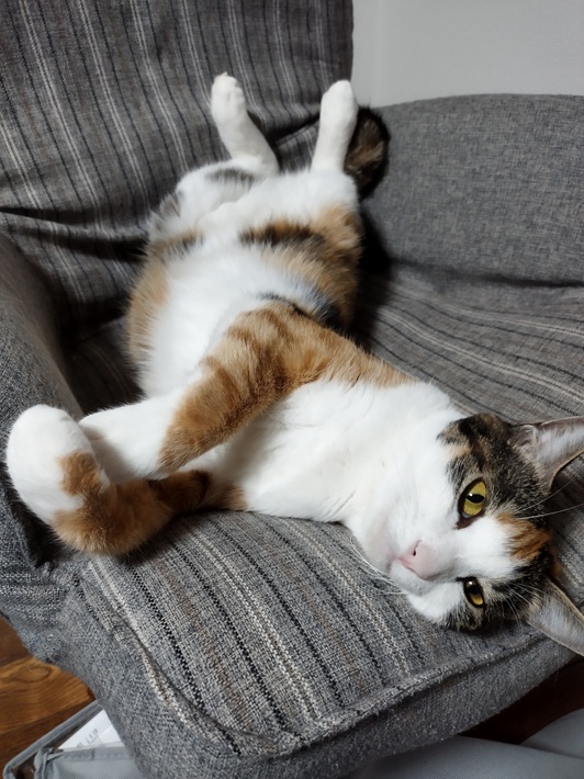 いなちゃん 猫(雑種)