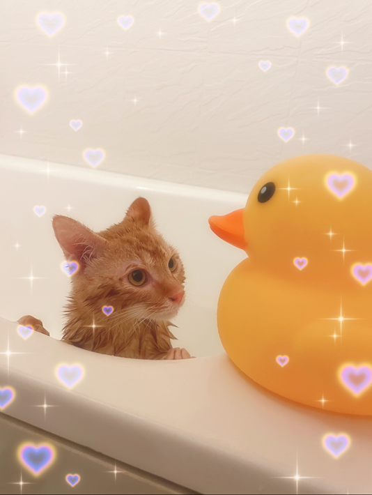 むぎ 猫 茶トラ