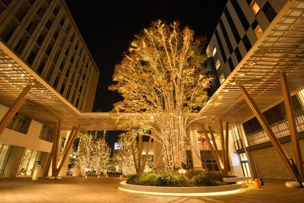 Lights of Nature 柏の葉キャンパス