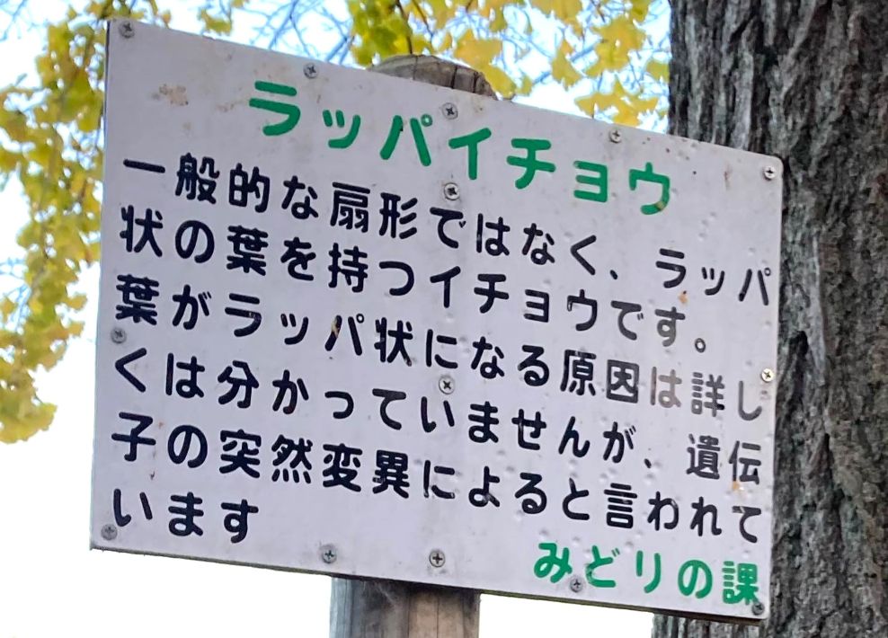 ラッパイチョウの葉を 探しに行こう　木の前に立つ案内板が目印