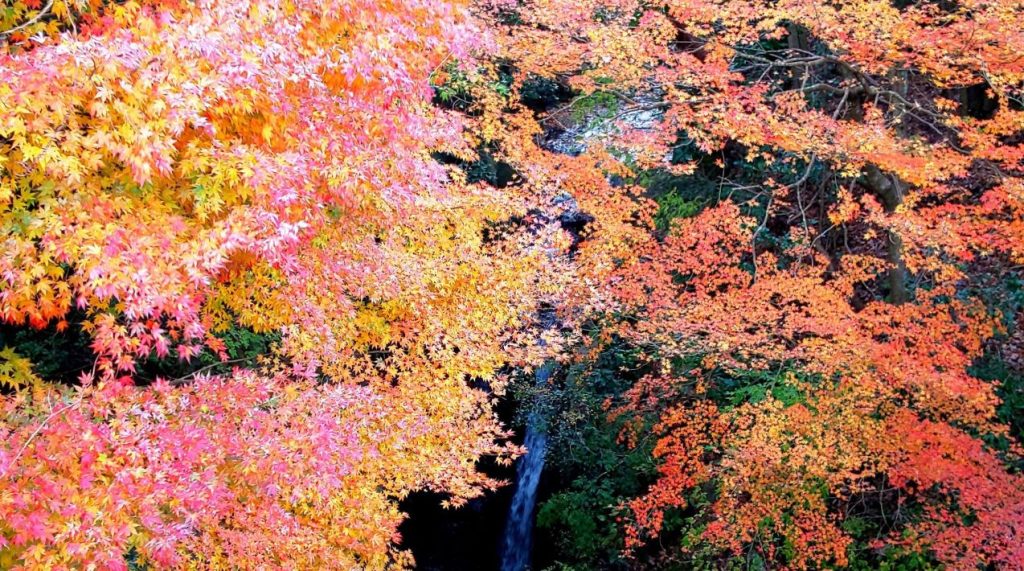 「もみじロード」に秋が来た!モミジ越しにのぞく志駒地蔵堂の滝