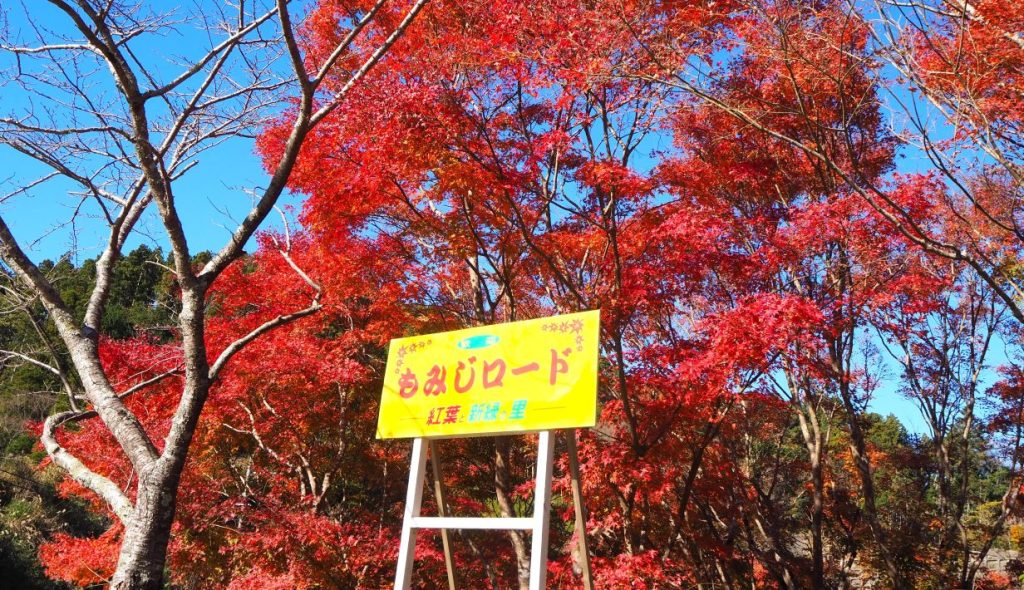 「もみじロード」に秋が来た!林道山中線入り口のモミジ