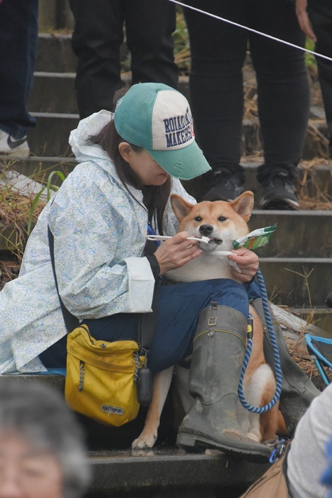 目指せ!世界記録「同時に歯磨きをする犬」大集合!DOGE DAY2024【佐倉市】