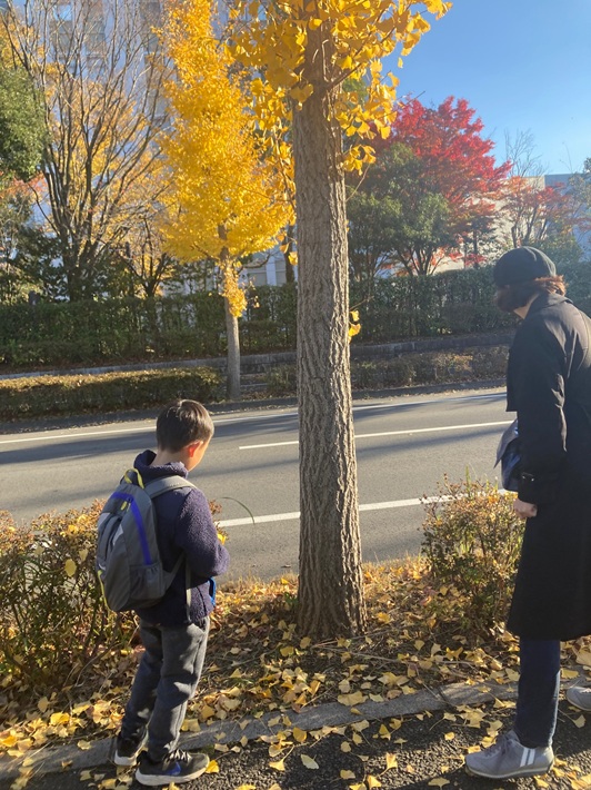 千葉県4本目のラッパイチョウか?柏の葉で9歳の男の子が発見!【柏市】