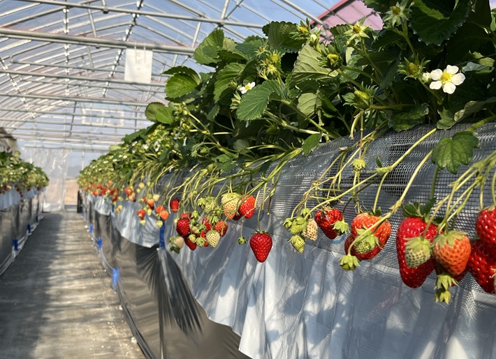 木更津にあるstrawberry farm ふじもと