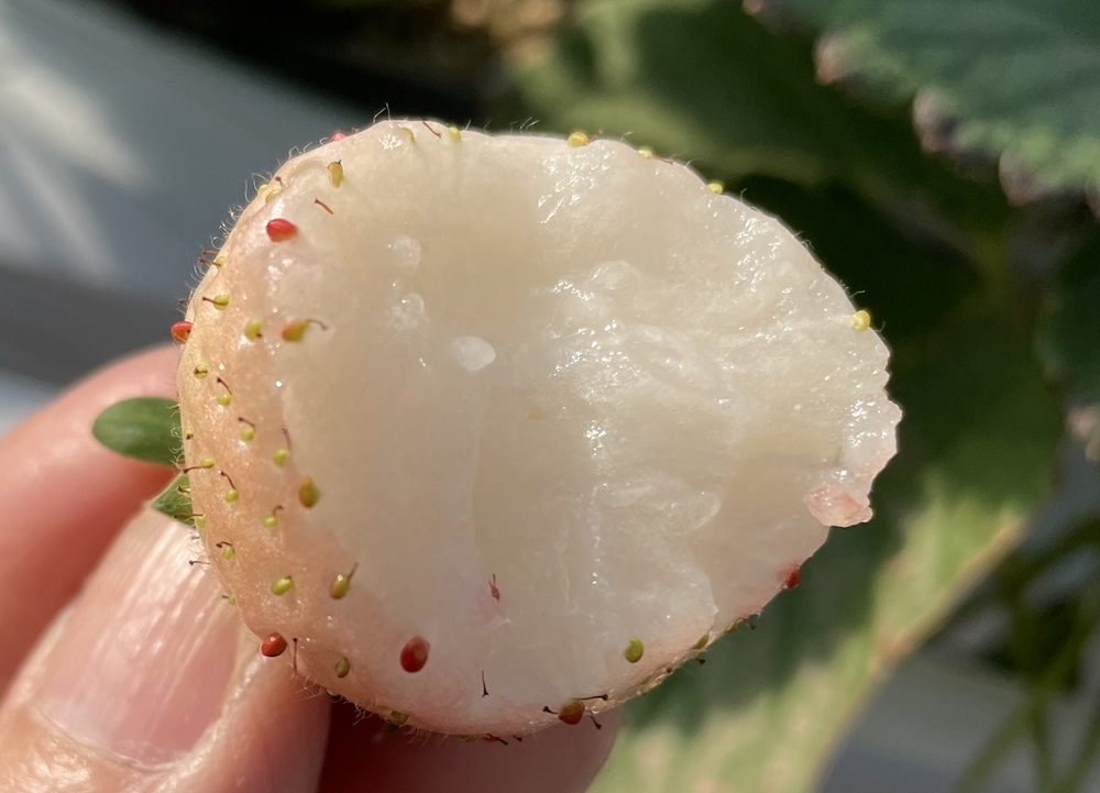めずらしい白いちご「ゆきざくら」