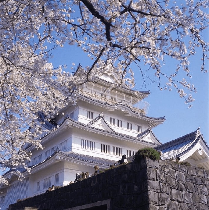 【千葉市中央区】亥鼻公園|千葉城を彩る幻想的な夜桜